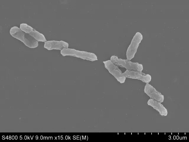 REM-Aufnahme von Acidithiobacillus ferrooxidans YNTRS-40
