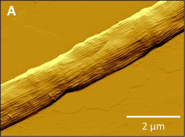 AFM-Aufnahme von Ca. Electronema aureum GS