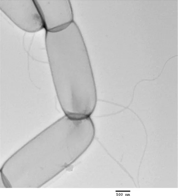 TEM-Aufnahme von Clostridium ljungdahlii DSM 13528