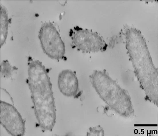 TEM-Aufnahme von Geobacter metallireducens (ATCC 53774 = GS-15)