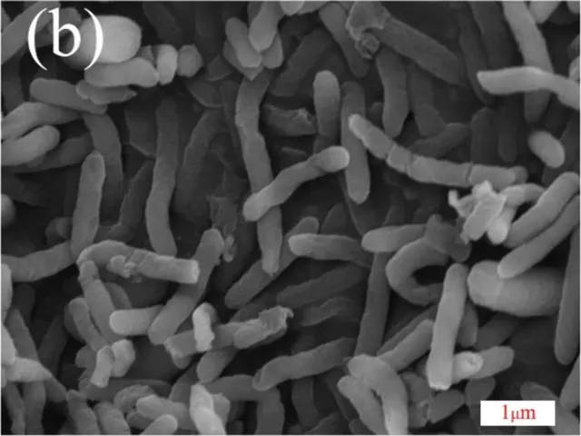 REM-Aufnahme von S. oneidensis MR-1