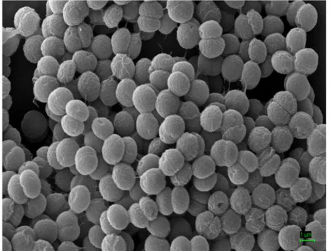REM-Aufnahme von Synechocystis sp. PCC6803 (wild type)