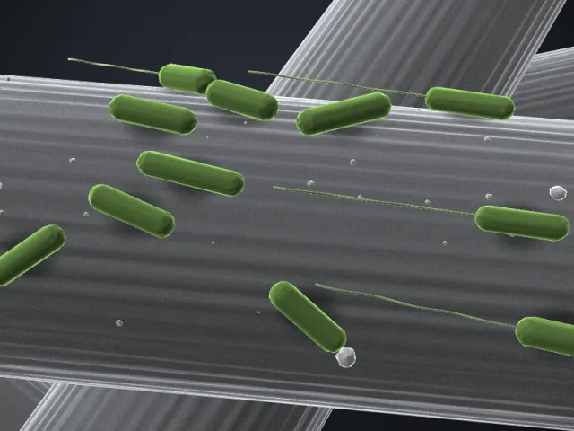 3D-Illustration von Clostridium autoethanogenum DSM 10061 im REM-Stil