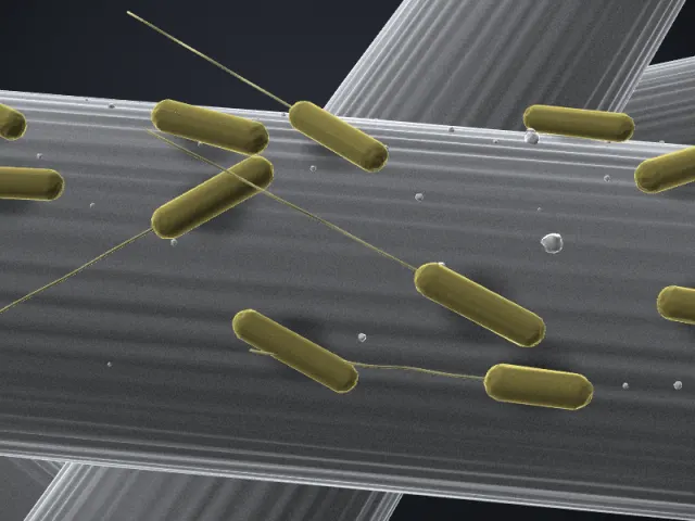 3D-Illustration von Rhodoferax ferrireducens T118 im REM-Stil
