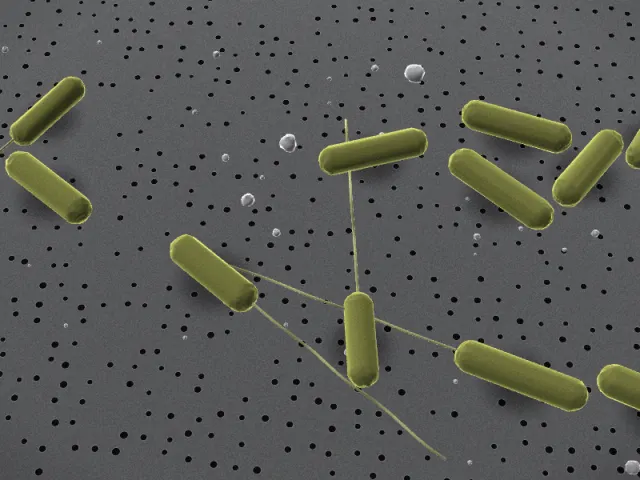 3D-Illustration von Syntrophomonas wolfei im REM-Stil